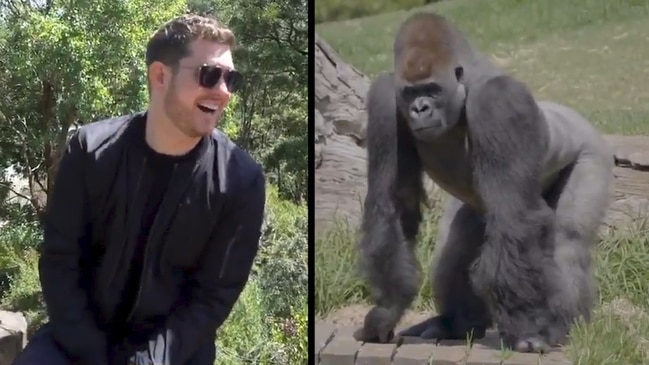 Gorillas soothed by Buble