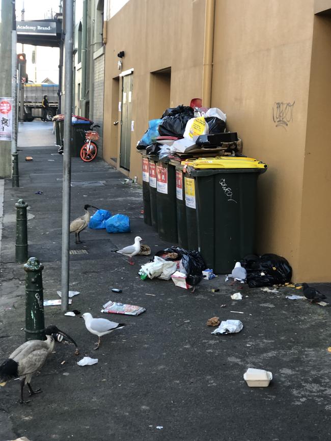 The birds are often seen picking through rubbish bins. Picture: NCA NewsWire / Nicholas Eagar