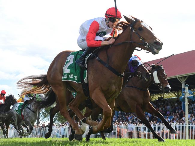 Slippin' Jimmy can start the day off on a winning note at Coffs Harbour. Picture: Grant Peters - Trackside Photography