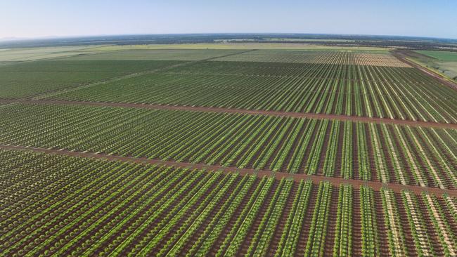 A 450ha almond orchard will see commercial almond production commence this year.