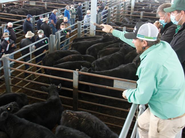 Nutrien auctioneer Daniel Fischer takes another bid during last week's buoyant cattle sale at Euroa.