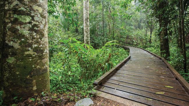 The lush Eungella rainforest. Picture: Mackay Tourism