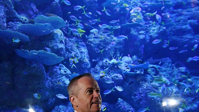 Australian Opposition Leader Bill Shorten is seen during a tour of Cairns Aquarium. PICTURE: AAP IMAGE/LUKAS KOCH