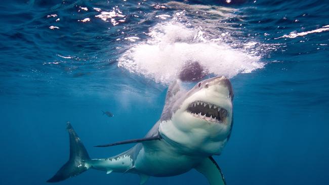 Great White Shark have even veteran surfers on edge.