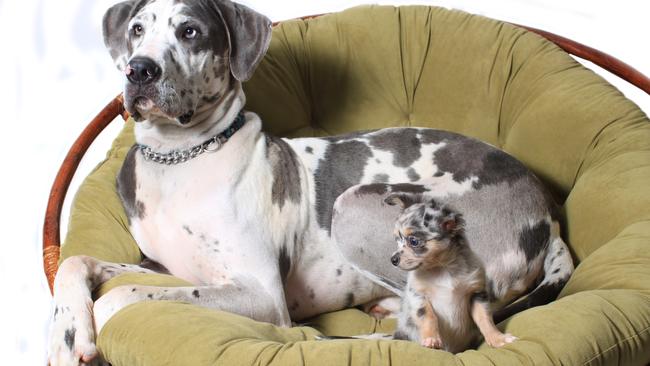 Turns out the Great Dane is more of a chihuahua.