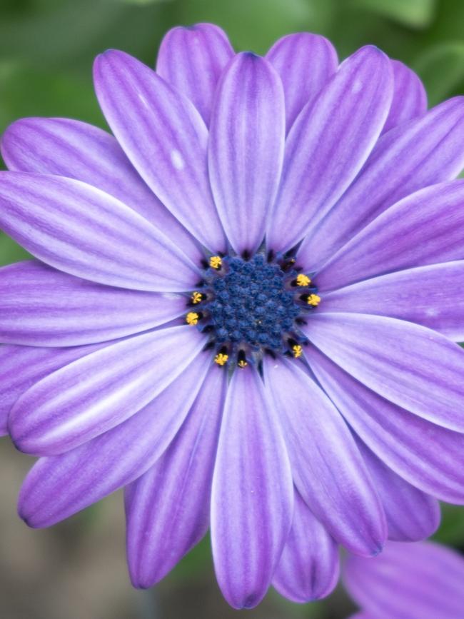 Pink Beauty Daisy