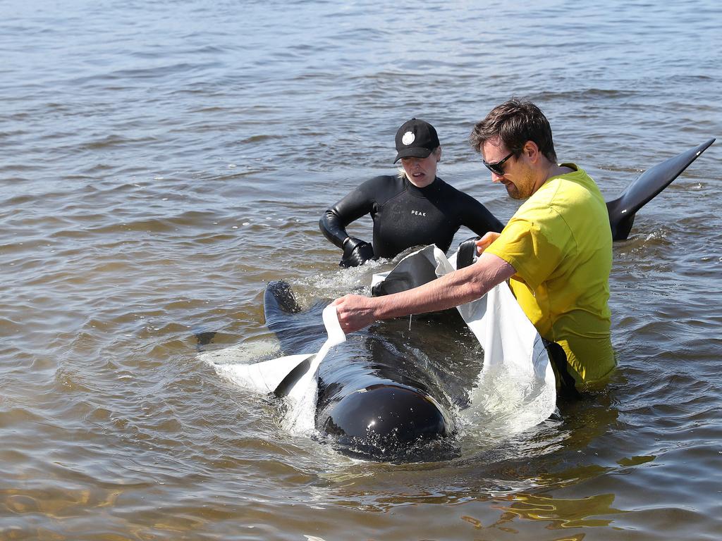 Rescue mission of surviving whales. Stranding of over 200 pilot whales at Macquarie Heads near Strahan Tasmania. Picture: Nikki Davis-Jones