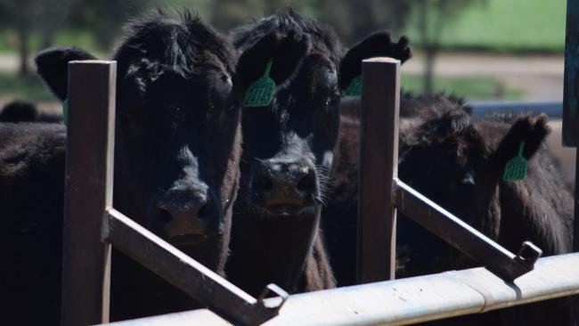 FILE PHOTO: Cattle at a feedlot. PHOTO: JAMIE-LEE OLDFIELD