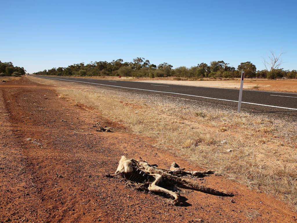 Road kill near Walgett on the barren land. Picture: Sam Ruttyn