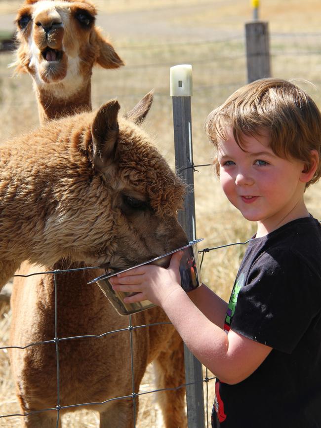 A young guest pats one of Curringa’s alpacas during a tour of the farm. Picture: Linda Smith