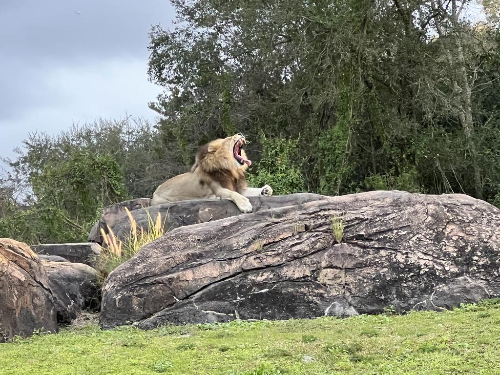 One of the sights you might see in the Kilimanjaro Safari in Animal Kingdom. Picture: Nicholas Finch