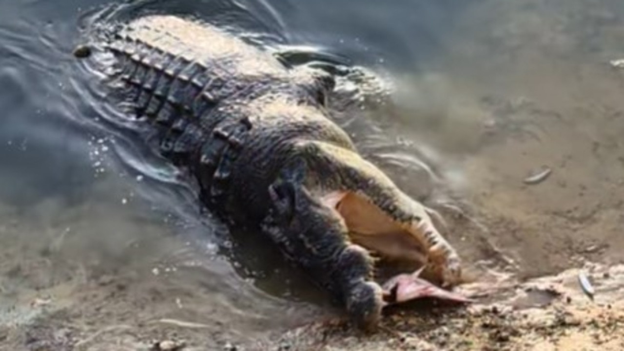 A large crocodile eating a fish frame illegally dumped into the river at Crocodile Bend on the Annan River. Picture: Tim Wright