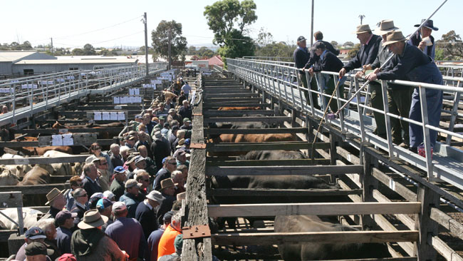 Pig slaughtered in front of young children at Geelong saleyards | news ...