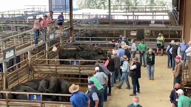 Cattle buyers hungry for Pakenham stock