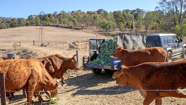 Carolyn and Graeme Becker have been forced to feed their cattle waste produce due to the severity of the drought. Picture: Dominic Elsome