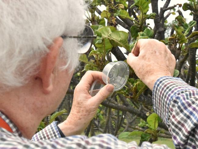 Principal Entomologist Brian Thistleton releases mealybug ladybird (cryptolaemus) larvae into a frangipani tree to target problematic mealybugs.