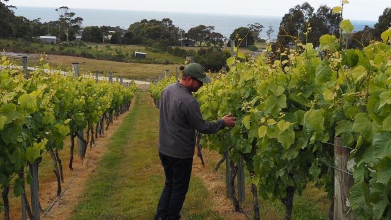 Ben Fleming inspecting the vines at Harvey Vin. Picture: Instagram