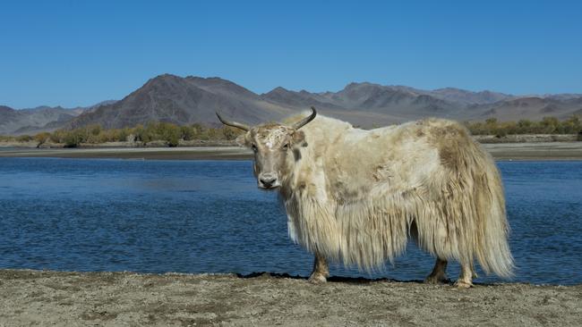 Fashion inspiration: A white yak enjoys the Hovd River in the Bayan-Ulgii Province in western Mongolia. Picture: LightRocket via Getty Images