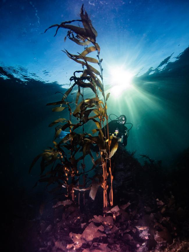 Giant kelp reaching the surface from 6m depth, 10 months after they were seeded to the reef as part of a restoration project. Picture: Scott Ling