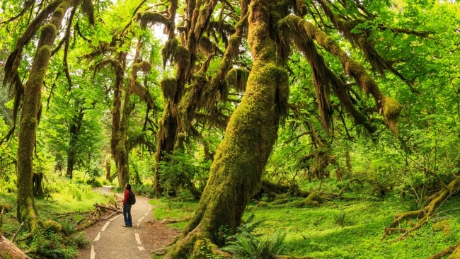 <h2>1. Olympic National Park, Washington State</h2><p><strong>When:</strong> Open year round but some facilities have reduced hours from October to May.</p><p><strong>Why:</strong> If you’re seeking solitude, you’re in the right place. The Hoh Rain Forest is one of the park’s most popular attractions because of its moss-cloaked floor and thick canopy of spruce, cedar, fir and hemlock trees. It’s also famous for being incredibly quiet. The pristine park’s high ecological value has earned it International Biosphere Reserve and World Heritage status. When it comes to exploring this ancient wilderness, you can hike, surf, paddleboard, kayak, fish or simply enjoy watching the resident black bears and elk.</p><p><a href="https://stateofwatourism.com/" target="_blank" rel="noopener">stateofwatourism.com</a></p>