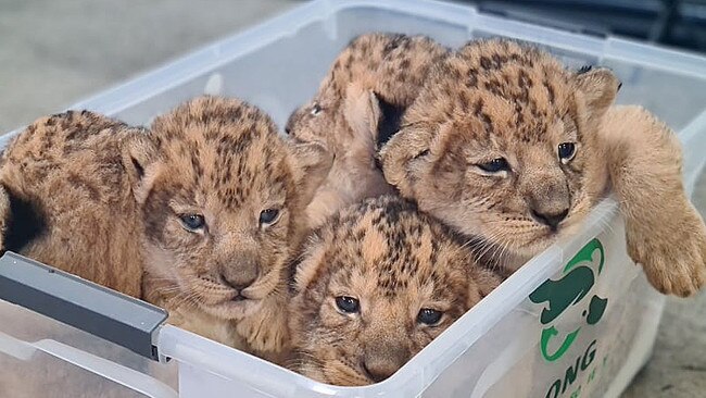 The cubs at two weeks old. Picture: Louise Ginman