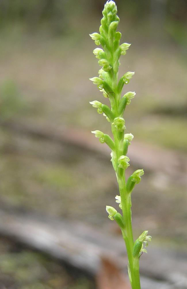 Microtis angusii, also known as Angus's onion orchid