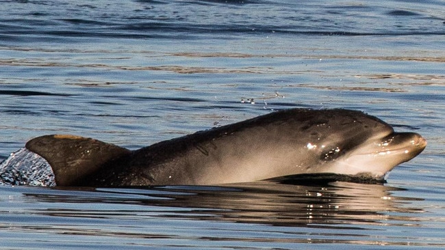 There are calls to ban the use of live bait, squid jigs and heavy gauge fishing line in the Adelaide Dolphin Sanctuary. Pic: Marianna Boorman