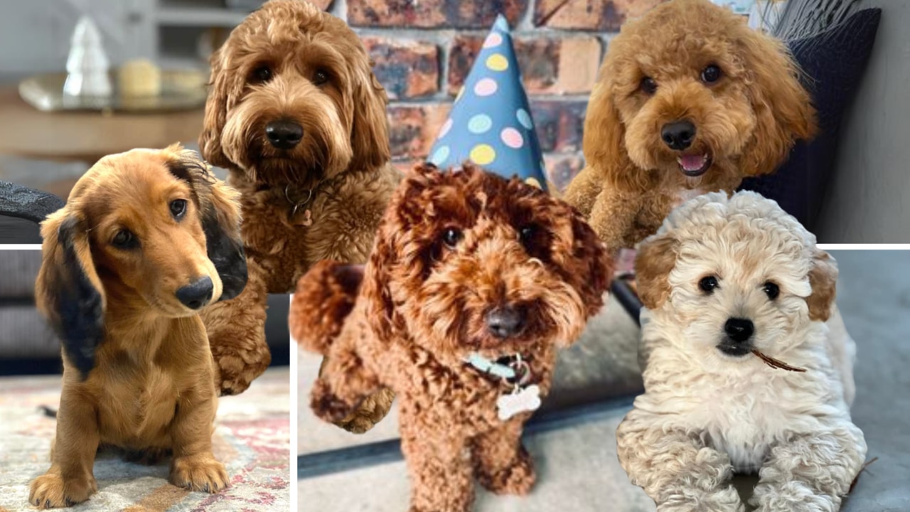 Toy Poodle Celebrates Birthday With Title Of Mackay S Cutest Puppy   7f2aeaf04a6b7a6acab5f5b900015d1a