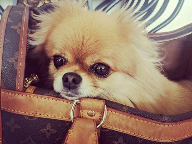 Charlie Billich enjoys the high life with her well heeled fur parents. Photo: Instagram.