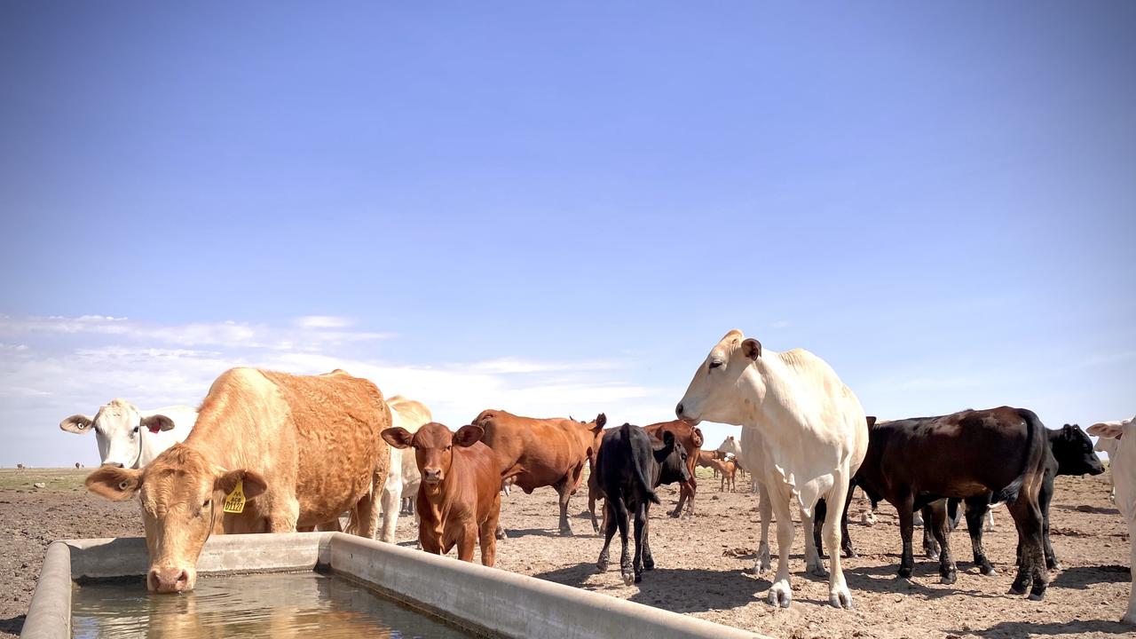 Cattle at AACo's Brunette Downs. Picture: DIT AgTech