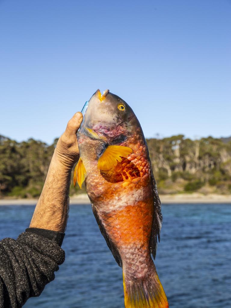 Freshly caught parrot fish for Eloise Emmett's newly reopened Little Norfolk Bay Bistro. Picture: Supplied