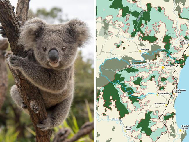 Shock support for controversial koala park