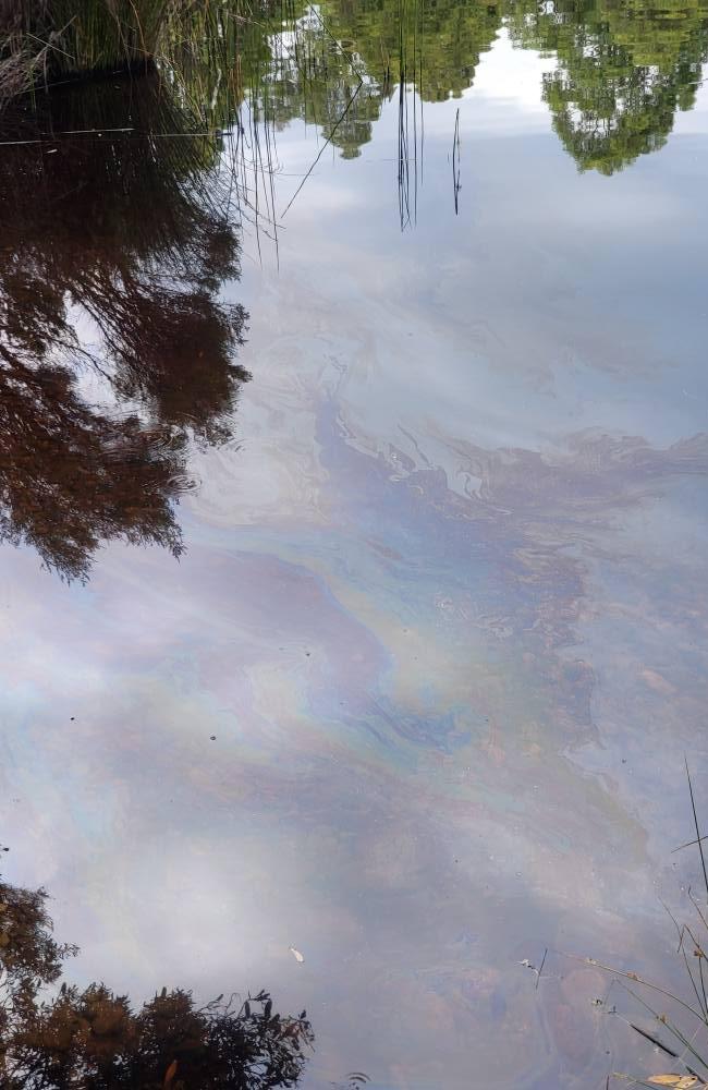 Oil slick can be seen at Lake Rosebery on 24 January 2025. Picture: Darren Briggs