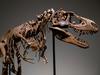 A Gorgosaurus Skeleton measuring 10 feet tall (3.04 meters) is unveiled at Sothebyâs in New York, on July 05, 2022. - The Specimen is the highlight of Sothebyâs geek week sale series and is estimated at $5 to 8 million. (Photo by ANGELA WEISS / AFP)