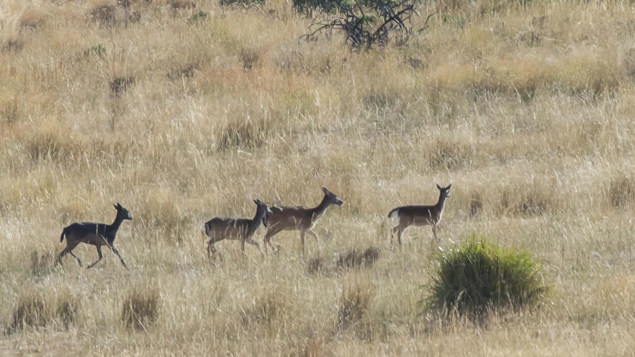 Fallow Deer returning to the hills to sleep after grazing in the fields of a Tasmanian Midlands farm. The Tasmanian parliament is considering how to manage Tasmania's growing Deer population into the future.