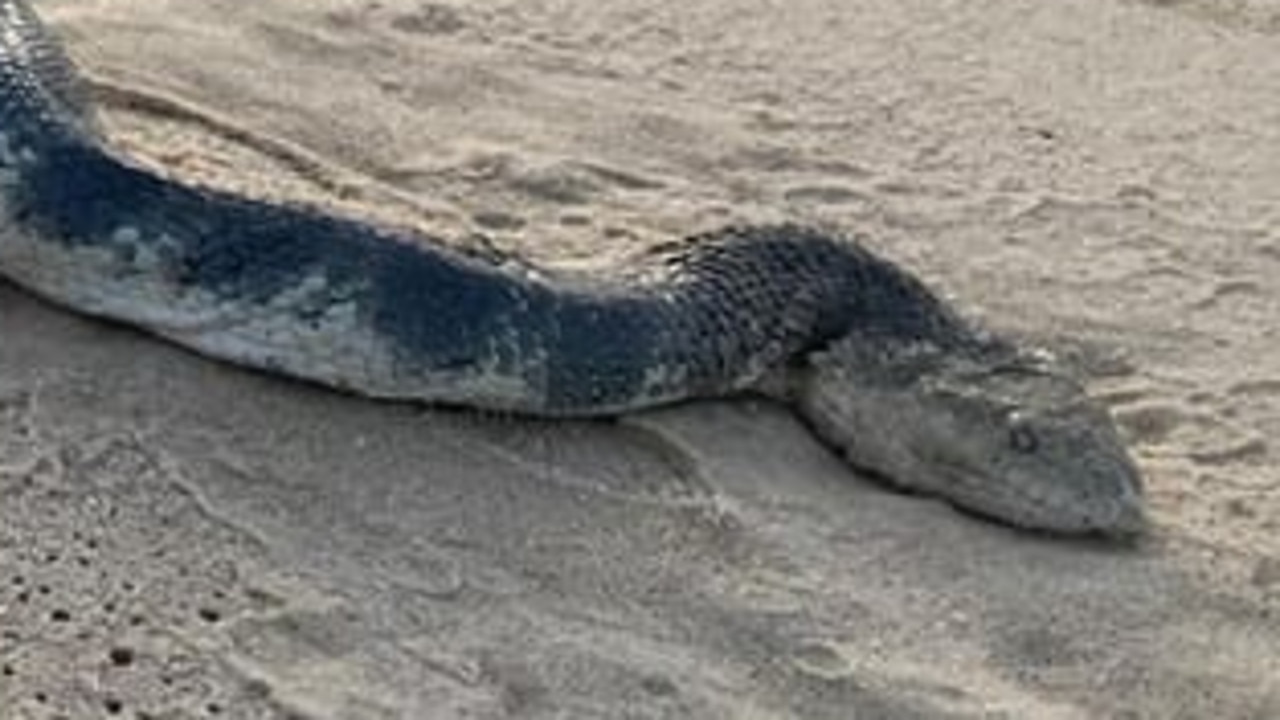 Gross Foam Washing Up in Australia May Be Full of Sea Snakes - Nerdist