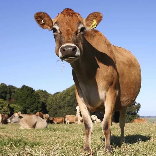 Cow that does not wish to be stolen. Picture: iStock