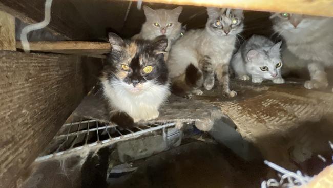 Living conditions in the shed where Hollie and dozens of other cats were rescued. Picture: RSPCA Tas