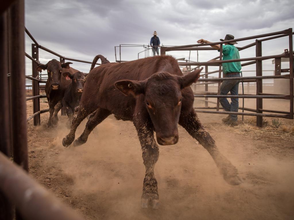 Mustering at Macumba Station, Oodnadatta. Picture: Matt Turner.