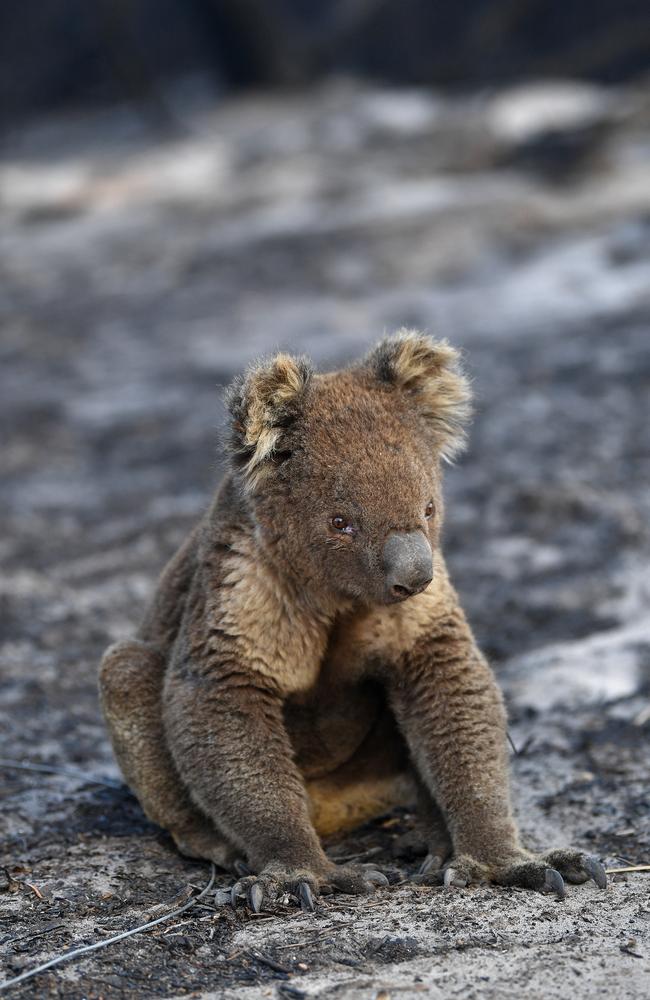 An injured Koala is seen at a forest near Cape Borda on Kangaroo Island, southwest of Adelaide, Tuesday, January 7, 2020. Picture: AAP /David Mariuz.