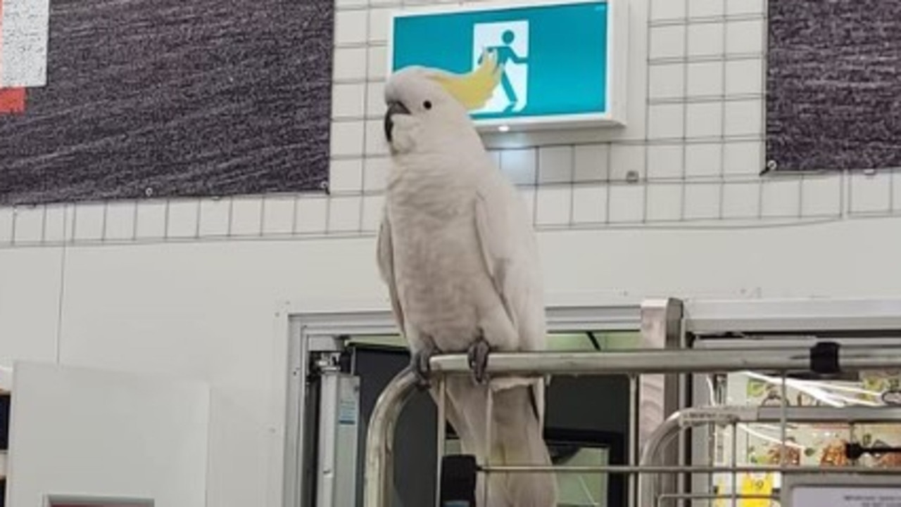 Major update on cockatoo stuck in supermarket