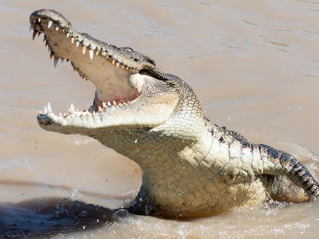 ‘Significant injuries’: Man attacked by croc near Adelaide River