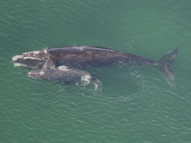 A Southern right whale and her calf in Tasmanian waters. Picture: NRE Tas