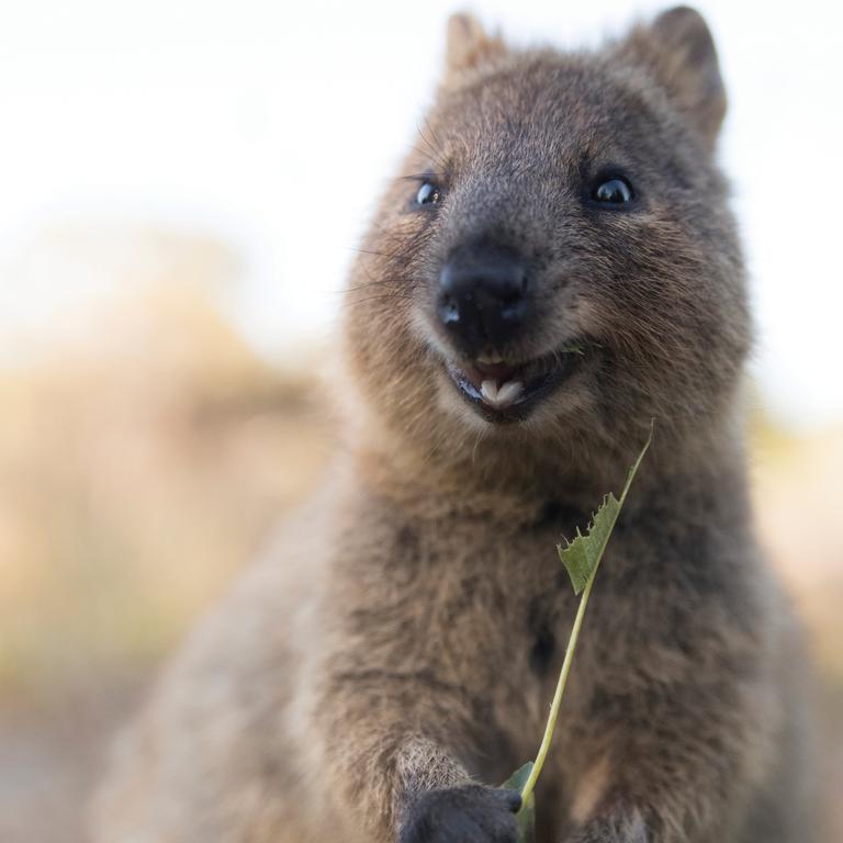 Quokka photos by Alex Cearns perfect for 2020 | news.com.au — Australia ...