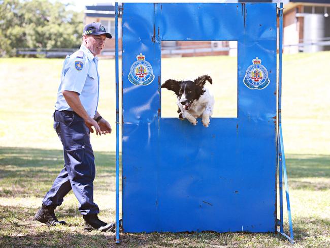 Dog handler Wayne Cunningham with Harry the explosive detection dog. Picture: Adam Yip