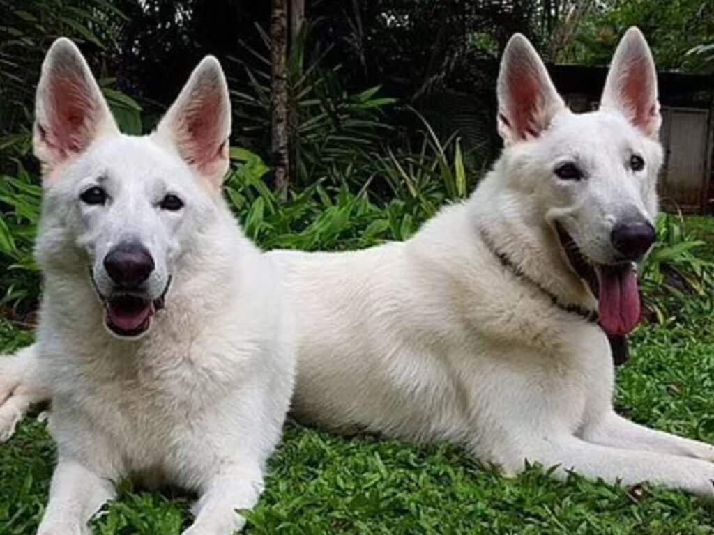 Bolt raped his two dogs Ursa and Bolt. Picture: Instagram.