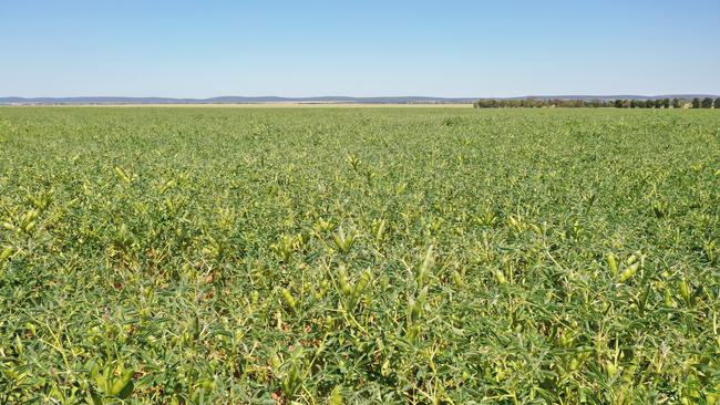 Ballandry Station has primarily cropped a mix of wheat, barley, canola, lupins, field peas and vetch in recent seasons.