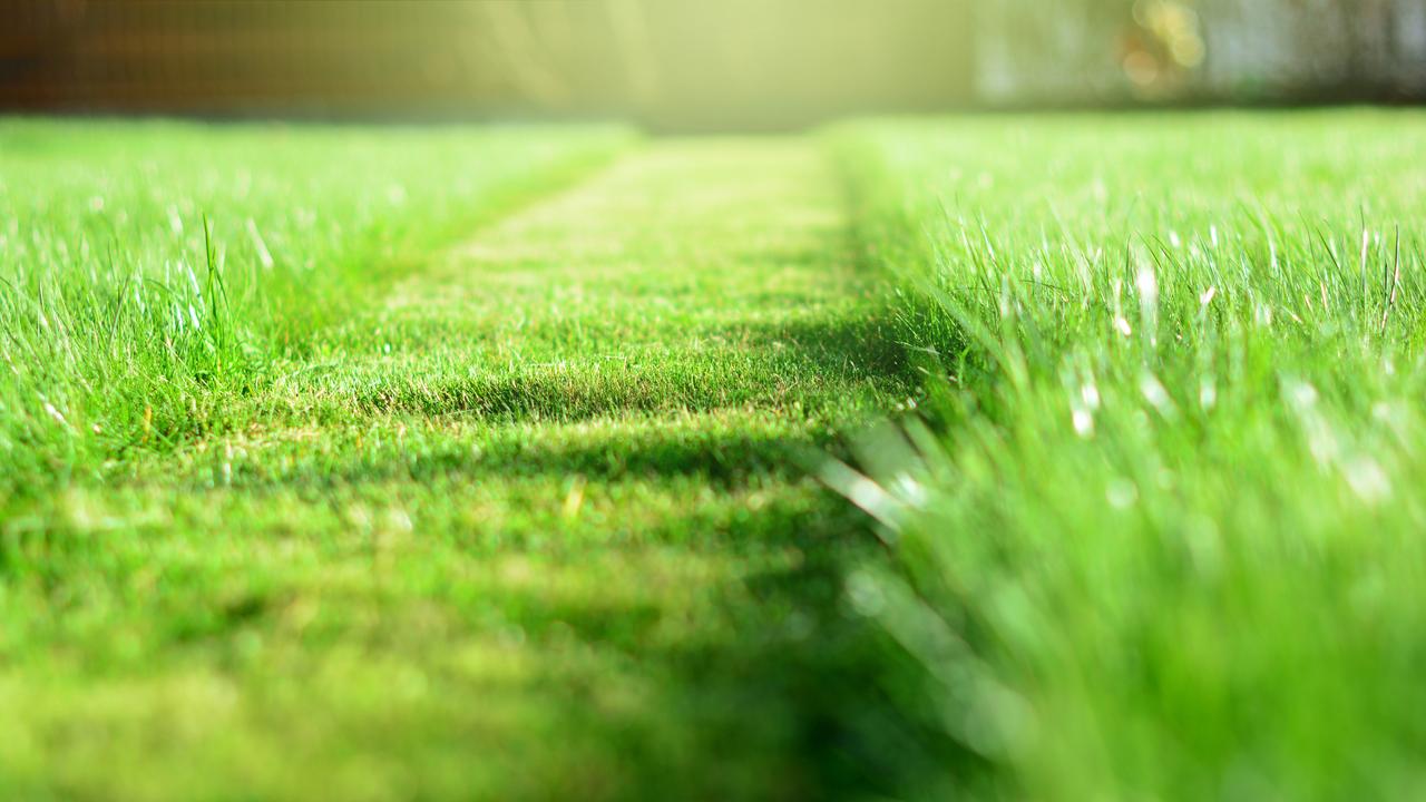 The smell of cut grass may be plants communicating to one another that they’re under attack.