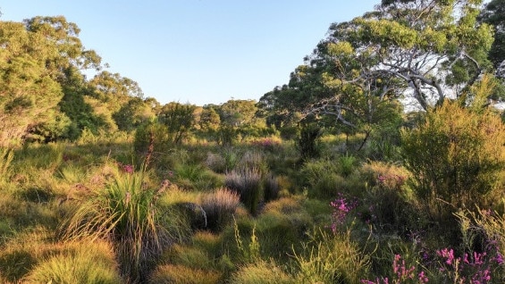 The Wallum development site at Brunswick Heads. Picture: Save Wallum