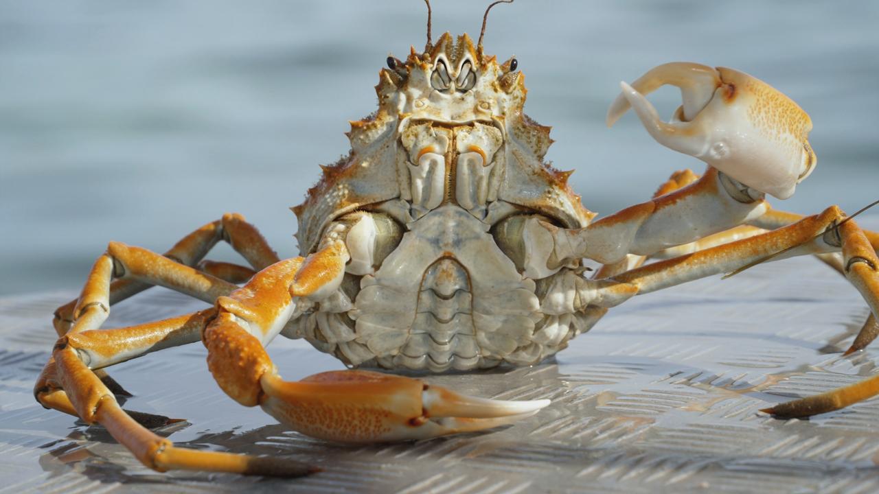 Giant spider crabs gather in waters of Eyre Peninsula near Port Lincoln ...